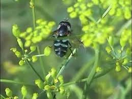 Attēlu rezultāti vaicājumam “Didea alneti”