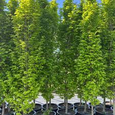 Attēlu rezultāti vaicājumam “Carpinus betulus”