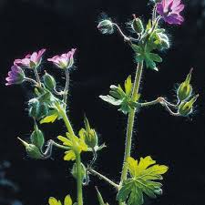 Attēlu rezultāti vaicājumam “Geranium molle flower”