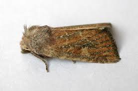 Attēlu rezultāti vaicājumam “Chortodes fluxa”