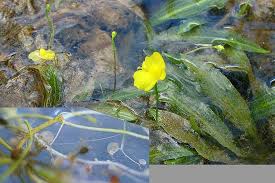 Attēlu rezultāti vaicājumam “Lentibulariaceae”