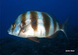 Image result for Diplodus cervinus