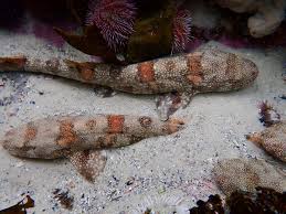 Image result for Haploblepharus edwardsii