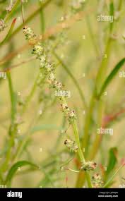 Attēlu rezultāti vaicājumam “Atriplex littoralis leaf”