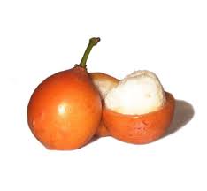 Attēlu rezultāti vaicājumam “Betula humilis fruit”