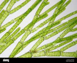 Attēlu rezultāti vaicājumam “Cladophora glomerata”