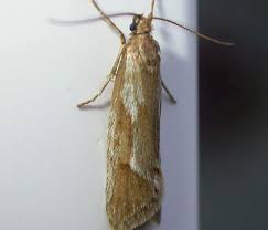 Attēlu rezultāti vaicājumam “Chimabachidae”