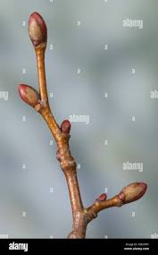 Attēlu rezultāti vaicājumam “Tilia cordata bud”