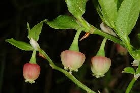 Attēlu rezultāti vaicājumam “Vaccinium myrtillus flower”