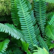 Attēlu rezultāti vaicājumam “Blechnum spicant”