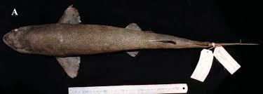 Image result for Poroderma pantherinum