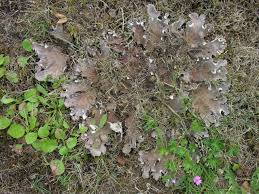 Attēlu rezultāti vaicājumam “Peltigera canina”