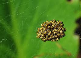 Attēlu rezultāti vaicājumam “Araneus diadematus eggs”