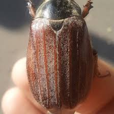 Attēlu rezultāti vaicājumam “Melolontha hippocastani”