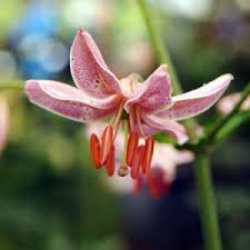 Image result for Lilium martagon `Chameleon`