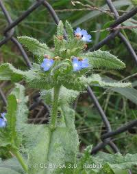 Attēlu rezultāti vaicājumam “Anchusa arvensis”