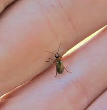 Attēlu rezultāti vaicājumam “Orsodacne cerasi”