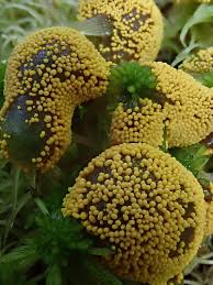 Attēlu rezultāti vaicājumam “Badhamia lilacina”