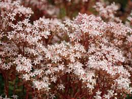 Image result for Mauerpfeffer