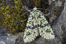 Attēlu rezultāti vaicājumam “Griposia aprilina”