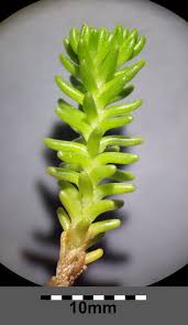 Attēlu rezultāti vaicājumam “Sedum sexangulare leaf”