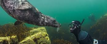 Image result for St. Albans Snorkelling Club (SASC)