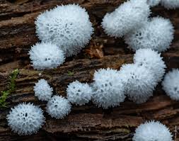 Attēlu rezultāti vaicājumam “Cribraria tenella spores”