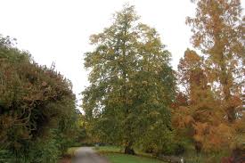 Attēlu rezultāti vaicājumam “Tilia platyphyllos Laciniata”