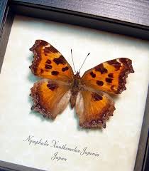 Attēlu rezultāti vaicājumam “Nymphalis xanthomelas”