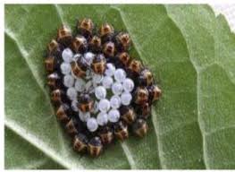 Attēlu rezultāti vaicājumam “Pentatomidae eggs”