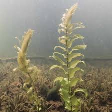 Attēlu rezultāti vaicājumam “Potamogeton perfoliatus”