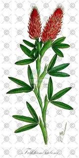 Attēlu rezultāti vaicājumam “Trifolium spadiceum fruit”