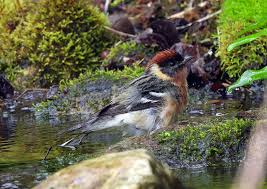 Image result for Dendroica castanea