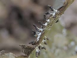 Attēlu rezultāti vaicājumam “Diachea subsessilis stalked”