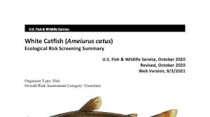 Image result for Ameiurus catus
