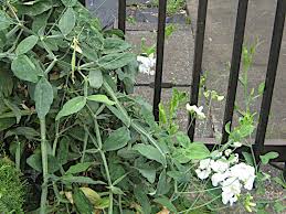 Attēlu rezultāti vaicājumam “Lathyrus latifolius leaf”