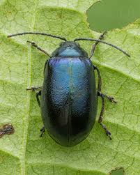Attēlu rezultāti vaicājumam “Agelastica alni larva”