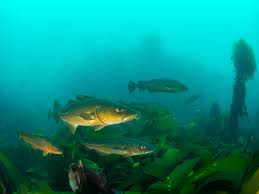 Image result for Gadus morhua