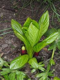 Attēlu rezultāti vaicājumam “Scopolia carniolica leaf”