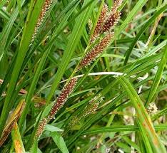 Attēlu rezultāti vaicājumam “Carex caryophyllea flower”