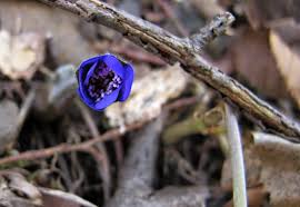 Attēlu rezultāti vaicājumam “Hepatica nobilis bud”