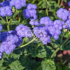 Image result for Leberbalsam