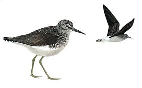 Attēlu rezultāti vaicājumam “Tringa ochropus”