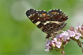 Attēlu rezultāti vaicājumam “Araschnia levana upperside”