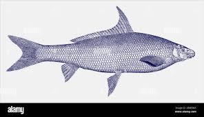 Image result for Cycleptus elongatus