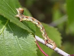 Attēlu rezultāti vaicājumam “Erannis defoliaria larva”