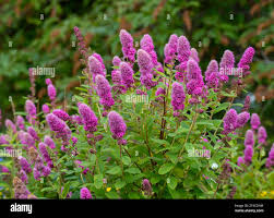 Attēlu rezultāti vaicājumam “Spiraea salicifolia flower”