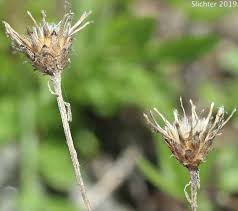 Attēlu rezultāti vaicājumam “Cribraria oregana stalked”