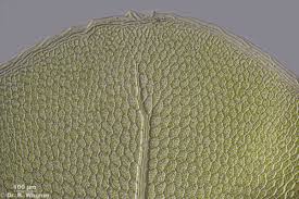 Attēlu rezultāti vaicājumam “Rhizomnium punctatum sporophyte”