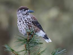 Attēlu rezultāti vaicājumam “Nucifraga caryocatactes adult”